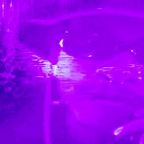 7 ROSES - BLACK KRAY FEAT. BLADEE (CHXPVD VND SCRWXVD BY GRXVNLVCK7))