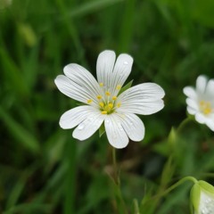 la fleur
