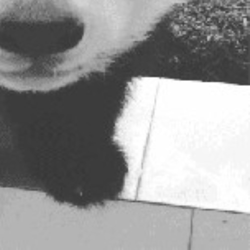 ibis-thinking (marshes)