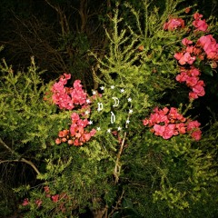 basic instinct - like a dream