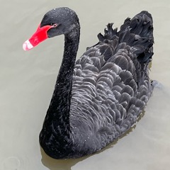 BLACK SWAN
