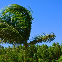 My Roots