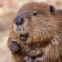 SLAVA SKRIPKA-Бобр (YARUSS RMX)