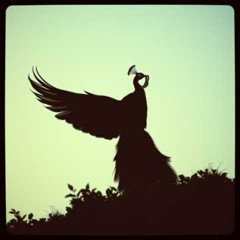 Soaring