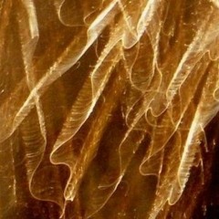 Weavers - Touching Upon Everything