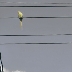 nas is like （Lo-fi hiphop remix）