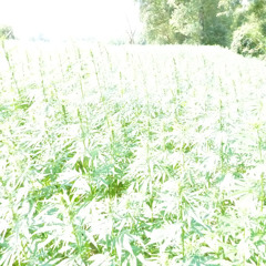 NEMA ~ AMEN ~ I ~ C ~ H.E.M.P. (BETH LE HEMP) German Version (9DMA) (ADHF)