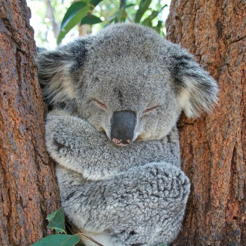 Cuddly koala cheap
