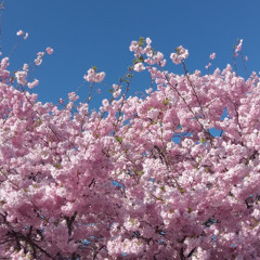 Daffodils and Cherry Blossom