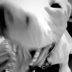 BORN2BALL - JUSTRE420EVDAY