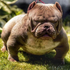 dogpiss