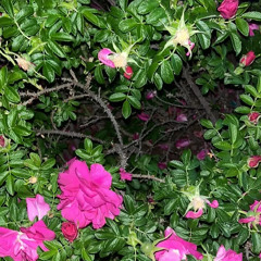 here comes my baby (cover)