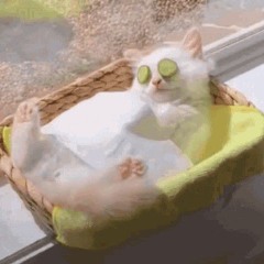 Justrelaxandlayonthegrassandrelaxmore