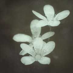 wlr184 Tides - Where Her Flowers Still Bloom