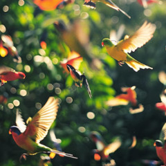 Birdsong