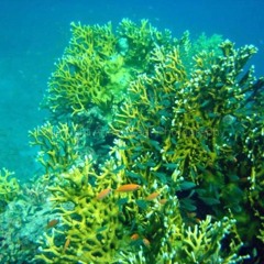 Lil Darkie your background =FREE DOWNLOAD=