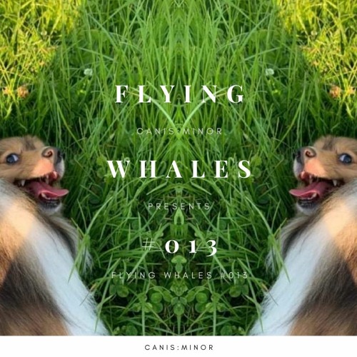 Flying Whales #013 [15 May 2021]