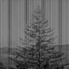 something is in this forest