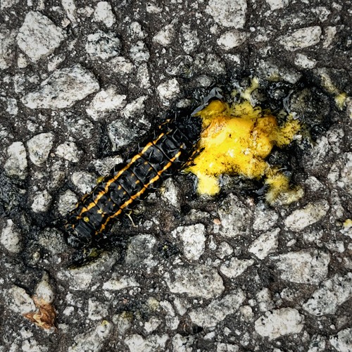 SAVE THE NATION beat prod. itsfuzzface V2
