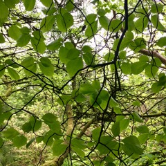 A Forest Reawakens-BBC Concert Orchestra performance