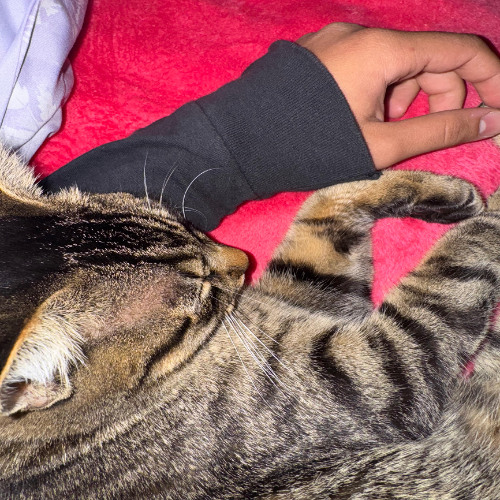Cat-Nip Freestyle (wokluva)