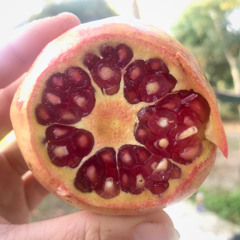 Autumn Reggae Road Trip