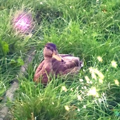 vis vitalis is polyvalent + [mixez yourself]