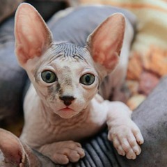 Причины, почему не стоит игнорировать Андрей Вертий | Андрей Вертий Санкт-Петербург