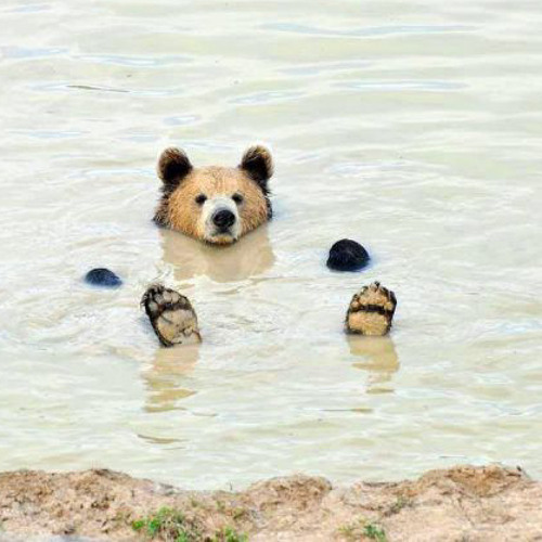 Stream Bear Necessities(The Jungle Book) Gin and Juice(snoop dogg) Mix