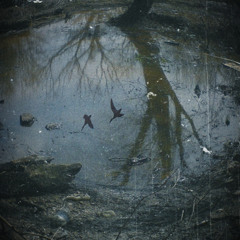 ambient