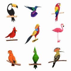Jungle Birds