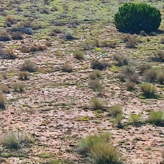 Prairie Wolf 𓃦 (Electric Guitar Looper Demo, Recorded 2023)