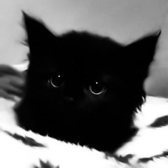 Я люблю тебя моя кошка (speed up remix)