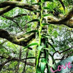 Inti Wasi Phil 1/30/21