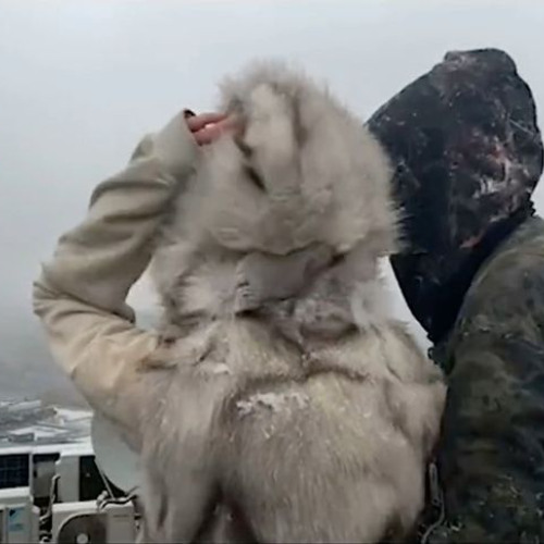 nine vicious - search & destroy