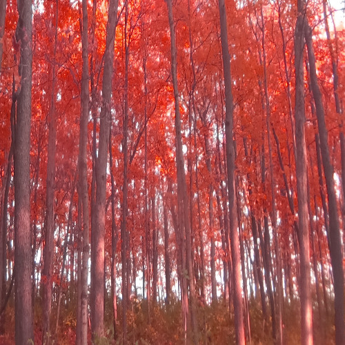 DEVIL'S JOB (PROD. LV*RK)