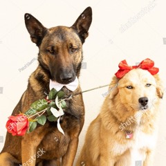 Dog and The Bitch DEMO