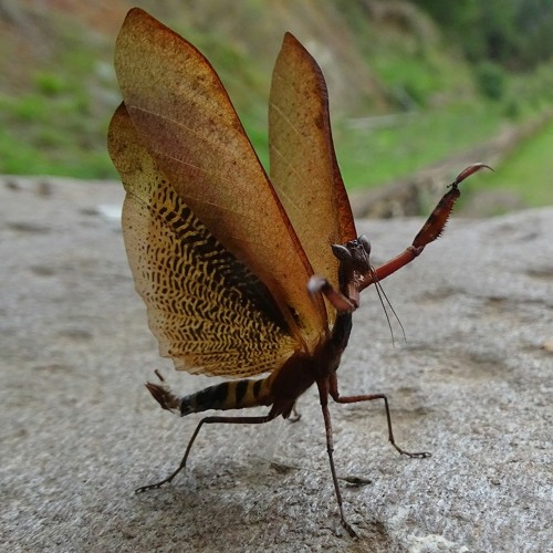 HK_Calm-&-Steady_tracks_284