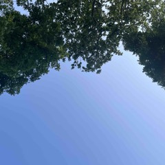 Alberi e vento