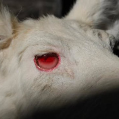 targeted bloodsport w/ arxc prod mxta