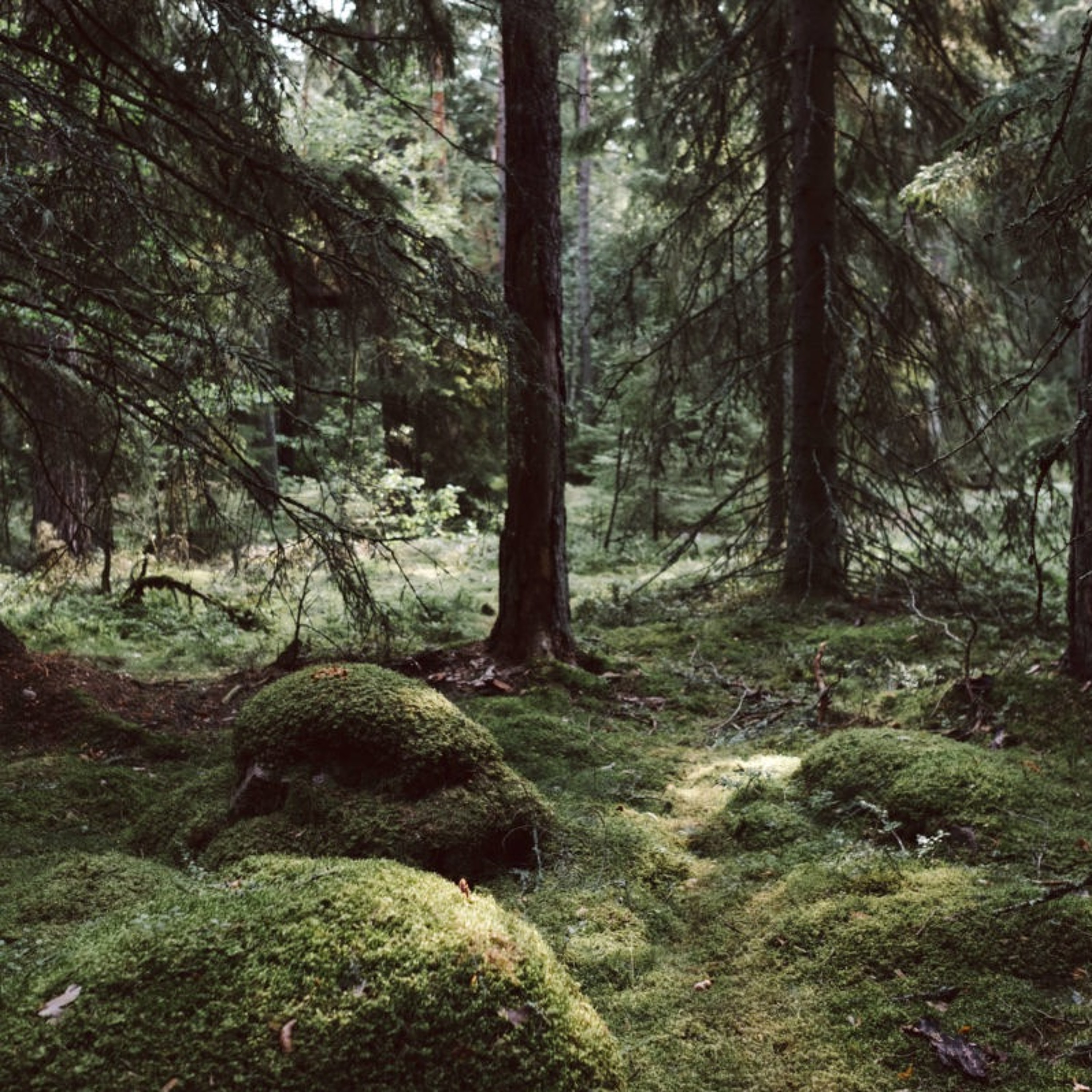 Jung-podden
