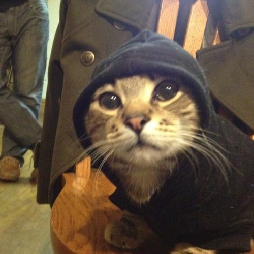 Stream cat in hoodie (prod. dj zeld4h & kenpark) by kenpark5000