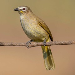 White-browed Bulbul