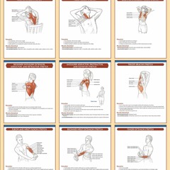 Free read Stretching Poster: Upper Body (Anatomy)