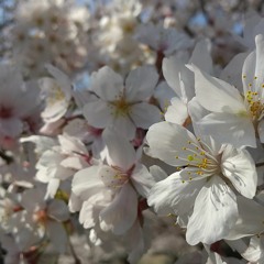 mabushii_kisetsu(dazzling season)