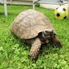 Slugalug, The Tortoise (And Lawnmower Slayer)