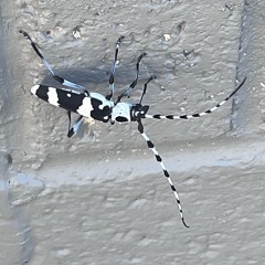 Blu Eyed White Dragon