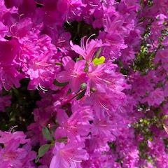 Love ME More Remix (Trippie Redd)