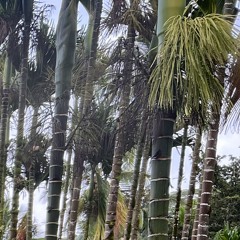 L B BOYS COVER-EUGENE T