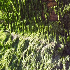 moss